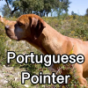 Untitled24220250629230734 — AKC Dog Breeds (Labeled) option 212