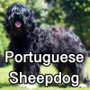 Untitled24220250629230737 — AKC Dog Breeds (Labeled) option 213