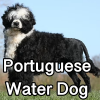 Untitled24220250629230740 — AKC Dog Breeds (Labeled) option 214
