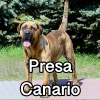 Untitled24220250629230744 — AKC Dog Breeds (Labeled) option 215