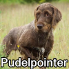 Untitled24220250629230747 — AKC Dog Breeds (Labeled) option 216