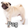 Untitled24220250629230752 — AKC Dog Breeds (Labeled) option 217