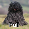 Untitled24220250629230757 — AKC Dog Breeds (Labeled) option 218