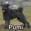 Untitled24220250629230800 — AKC Dog Breeds (Labeled) option 219