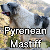 Untitled24220250629230804 — AKC Dog Breeds (Labeled) option 220