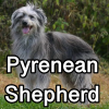 Untitled24220250629230808 — AKC Dog Breeds (Labeled) option 221
