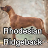 Untitled24220250629230823 — AKC Dog Breeds (Labeled) option 225