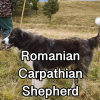 Untitled24220250629230828 — AKC Dog Breeds (Labeled) option 226