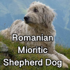 Untitled24220250629230831 — AKC Dog Breeds (Labeled) option 227
