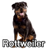 Untitled24220250629230836 — AKC Dog Breeds (Labeled) option 228