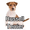 Untitled24220250629230839 — AKC Dog Breeds (Labeled) option 229