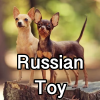 Untitled24220250629230843 — AKC Dog Breeds (Labeled) option 230
