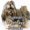 Untitled24220250629230846 — AKC Dog Breeds (Labeled) option 231