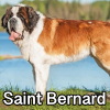 Untitled24220250629230850 — AKC Dog Breeds (Labeled) option 232