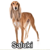 Untitled24220250629230853 — AKC Dog Breeds (Labeled) option 233