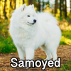 Untitled24220250629230857 — AKC Dog Breeds (Labeled) option 234