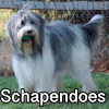 Untitled24220250629230903 — AKC Dog Breeds (Labeled) option 235