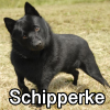 Untitled24220250629230906 — AKC Dog Breeds (Labeled) option 236