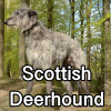 Untitled24220250629230910 — AKC Dog Breeds (Labeled) option 237