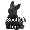 Untitled24220250629230916 — AKC Dog Breeds (Labeled) option 238
