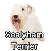 Untitled24220250629230919 — AKC Dog Breeds (Labeled) option 239