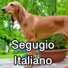 Untitled24220250629230923 — AKC Dog Breeds (Labeled) option 240