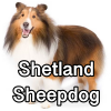 Untitled24220250629230926 — AKC Dog Breeds (Labeled) option 241