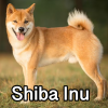 Untitled24220250629230931 — AKC Dog Breeds (Labeled) option 242