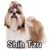 Untitled24220250629230934 — AKC Dog Breeds (Labeled) option 243