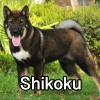 Untitled24220250629230937 — AKC Dog Breeds (Labeled) option 244