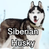 Untitled24220250629230941 — AKC Dog Breeds (Labeled) option 245