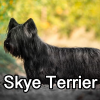 Untitled24220250629230947 — AKC Dog Breeds (Labeled) option 247