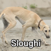 Untitled24220250629230951 — AKC Dog Breeds (Labeled) option 248