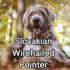 Untitled24220250629230954 — AKC Dog Breeds (Labeled) option 249