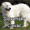 Untitled24220250629230958 — AKC Dog Breeds (Labeled) option 250