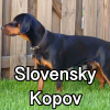 Untitled24320250629231033 — AKC Dog Breeds (Labeled) option 251