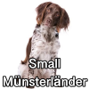 Untitled24320250629231042 — AKC Dog Breeds (Labeled) option 252