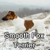 Untitled24320250629231046 — AKC Dog Breeds (Labeled) option 253