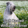 Untitled24320250629231050 — AKC Dog Breeds (Labeled) option 254