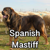 Untitled24320250629231053 — AKC Dog Breeds (Labeled) option 255