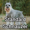 Untitled24320250629231114 — AKC Dog Breeds (Labeled) option 260