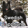 Untitled24320250629231121 — AKC Dog Breeds (Labeled) option 262