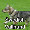 Untitled24320250629231124 — AKC Dog Breeds (Labeled) option 263