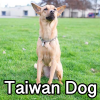 Untitled24320250629231127 — AKC Dog Breeds (Labeled) option 264