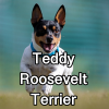 Untitled24320250629231131 — AKC Dog Breeds (Labeled) option 265