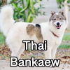 Untitled24320250629231135 — AKC Dog Breeds (Labeled) option 266