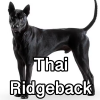 Untitled24320250629231138 — AKC Dog Breeds (Labeled) option 267