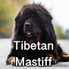 Untitled24320250629231142 — AKC Dog Breeds (Labeled) option 268