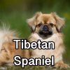 Untitled24320250629231145 — AKC Dog Breeds (Labeled) option 269