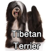 Untitled24320250629231148 — AKC Dog Breeds (Labeled) option 270